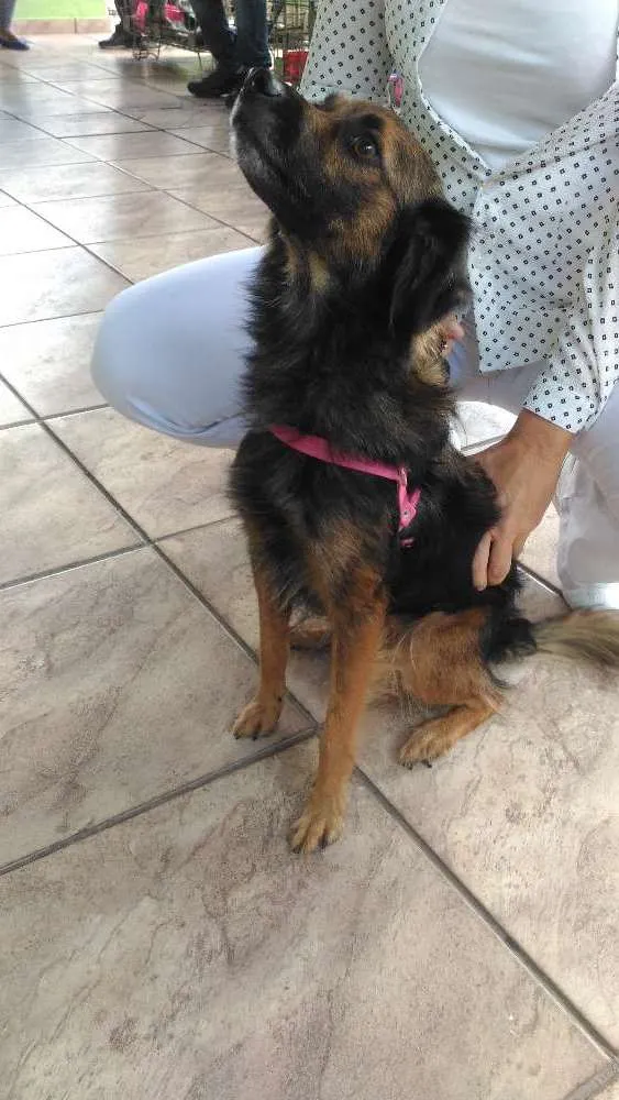 Cachorro ra a SRD idade 1 ano nome Sem nome