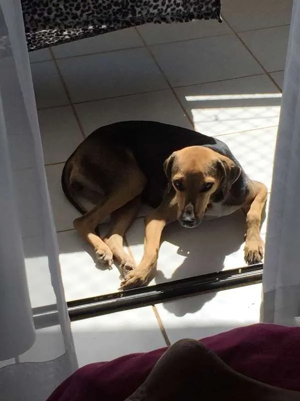 Cachorro ra a Viralata idade 3 anos nome Mel