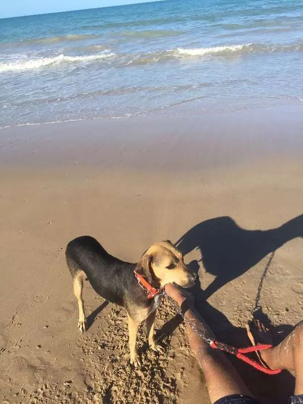 Cachorro ra a Viralata idade 3 anos nome Mel