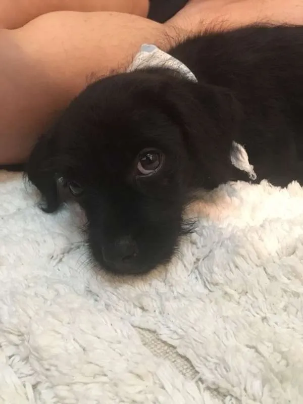 Cachorro ra a SRD idade Abaixo de 2 meses nome Ônix