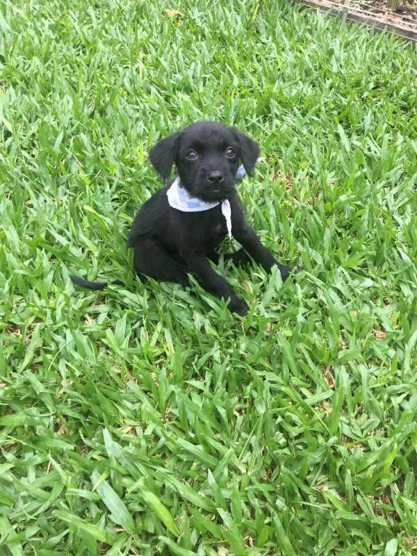 Cachorro ra a SRD idade Abaixo de 2 meses nome Ônix