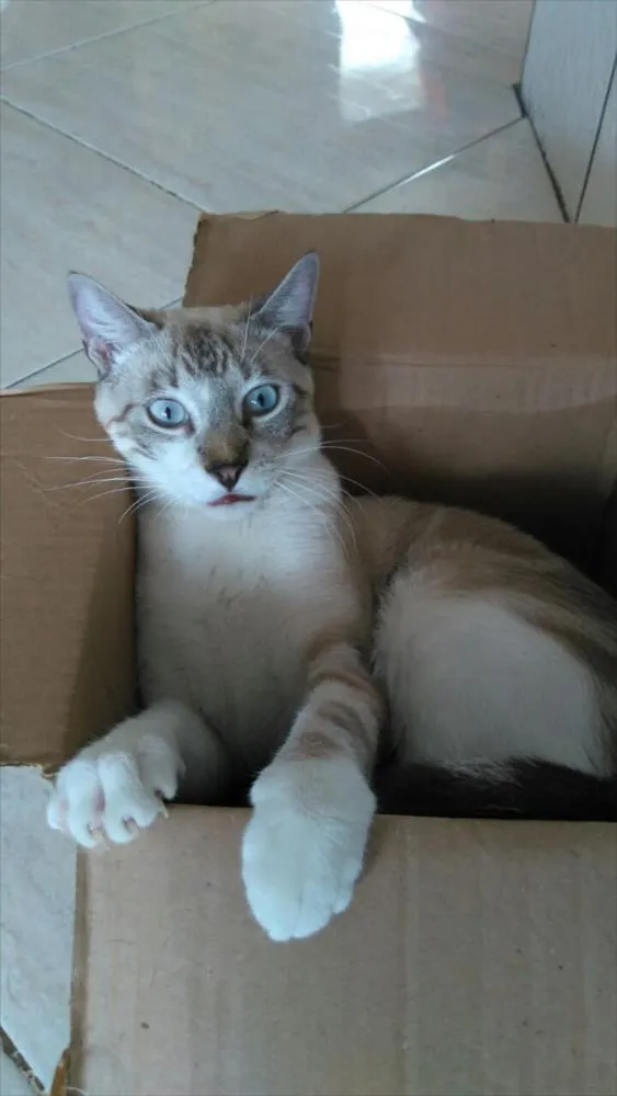 Gato raça Sem Raça idade 1 ano nome Thor