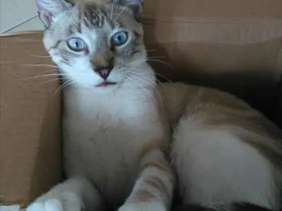 Gato raça Sem Raça idade 1 ano nome Thor