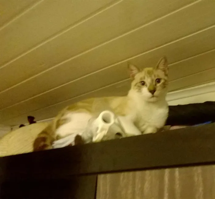 Gato raça Sem Raça idade 1 ano nome Thor