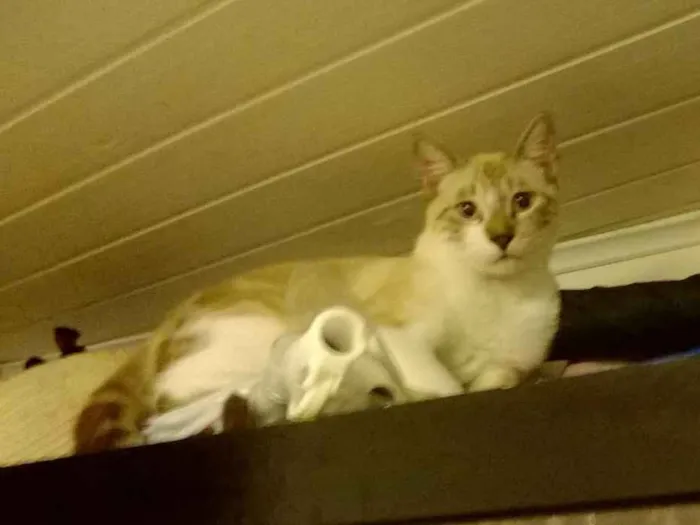 Gato raça Sem Raça idade 1 ano nome Thor