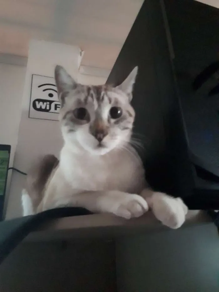 Gato raça Sem Raça idade 1 ano nome Thor