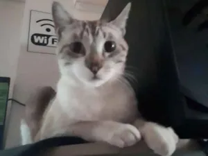 Gato raça Sem Raça idade 1 ano nome Thor