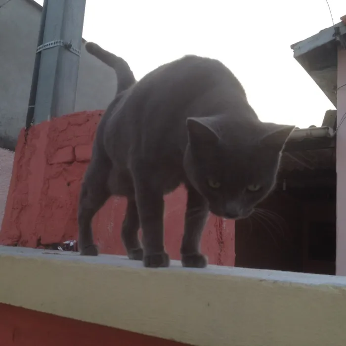 Gato ra a SRD  idade  nome Charlene