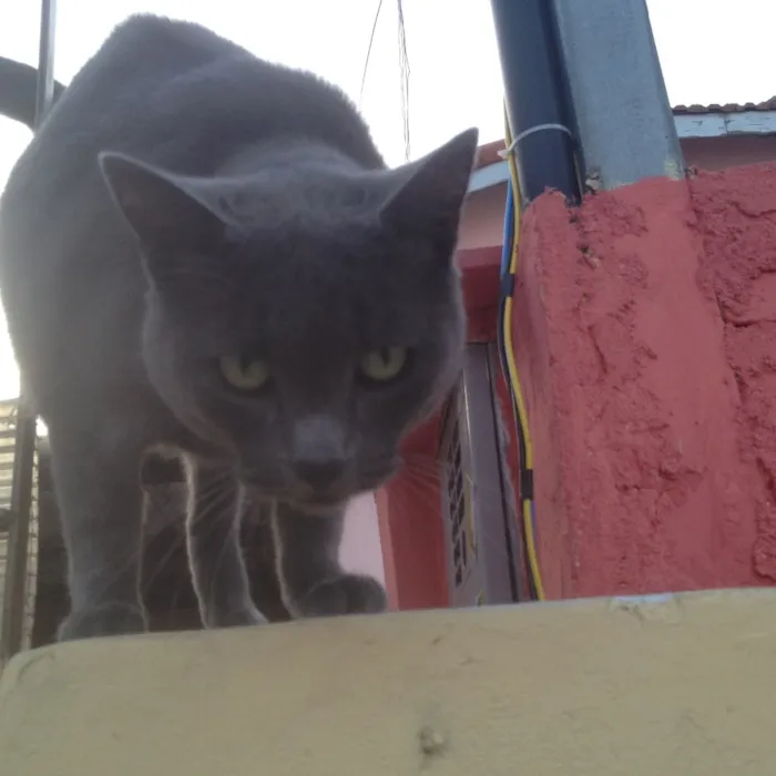 Gato ra a SRD  idade  nome Charlene