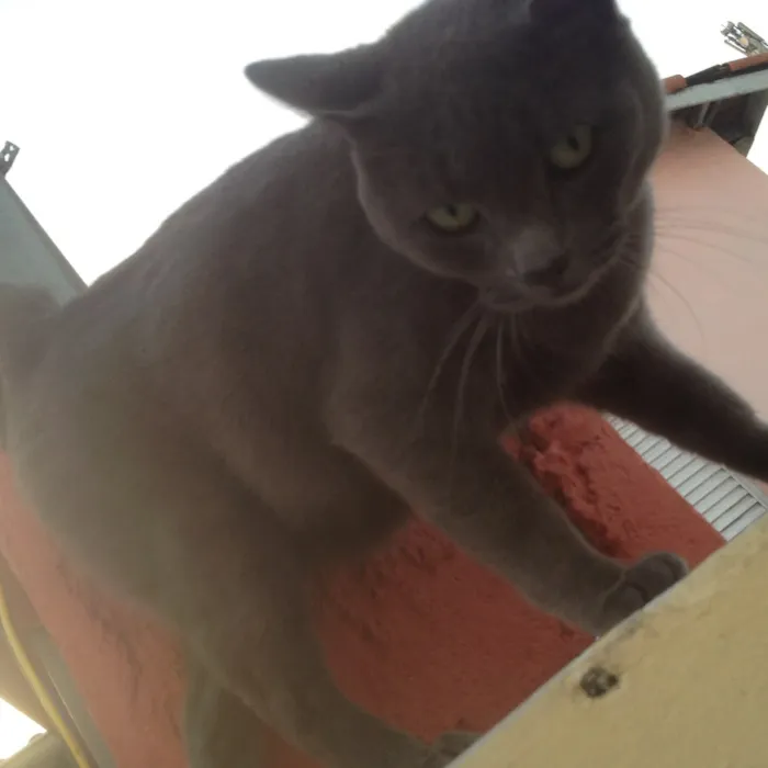 Gato ra a SRD  idade  nome Charlene