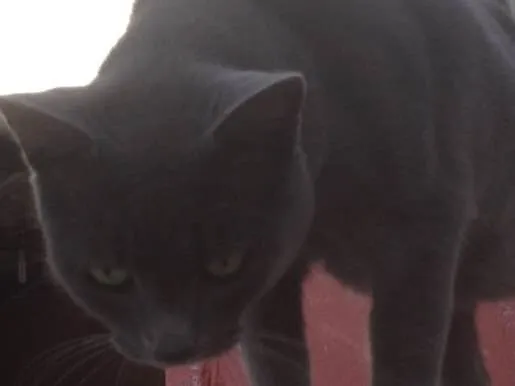 Gato ra a SRD  idade  nome Charlene
