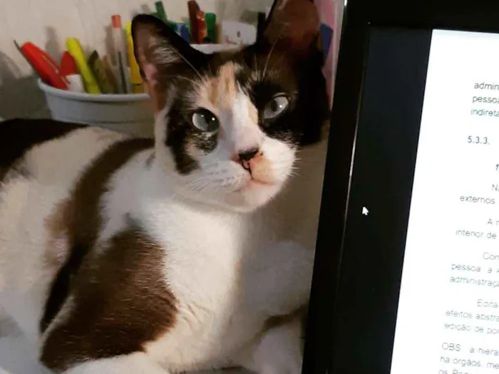 Gato ra a Raça não definida idade 4 anos nome Nina