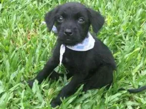 Cachorro raça SRD idade Abaixo de 2 meses nome Ônix