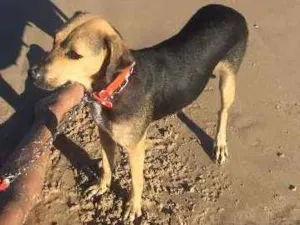 Cachorro raça Viralata idade 3 anos nome Mel