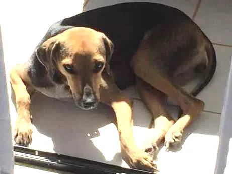 Cachorro ra a Viralata idade 3 anos nome Mel