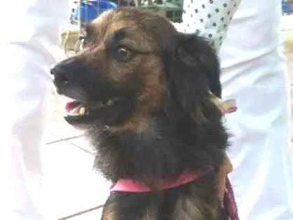 Cachorro ra a SRD idade 1 ano nome Sem nome