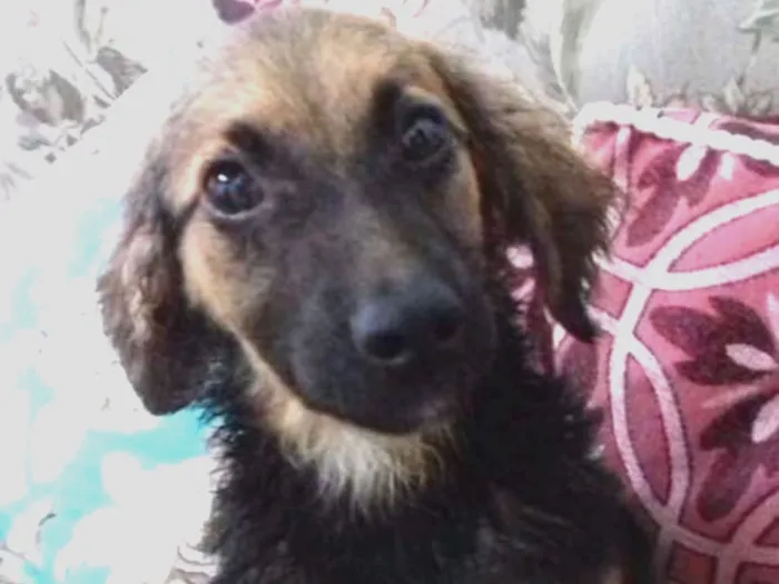Cachorro ra a Mestiço pastor pirineu idade 7 a 11 meses nome BOB