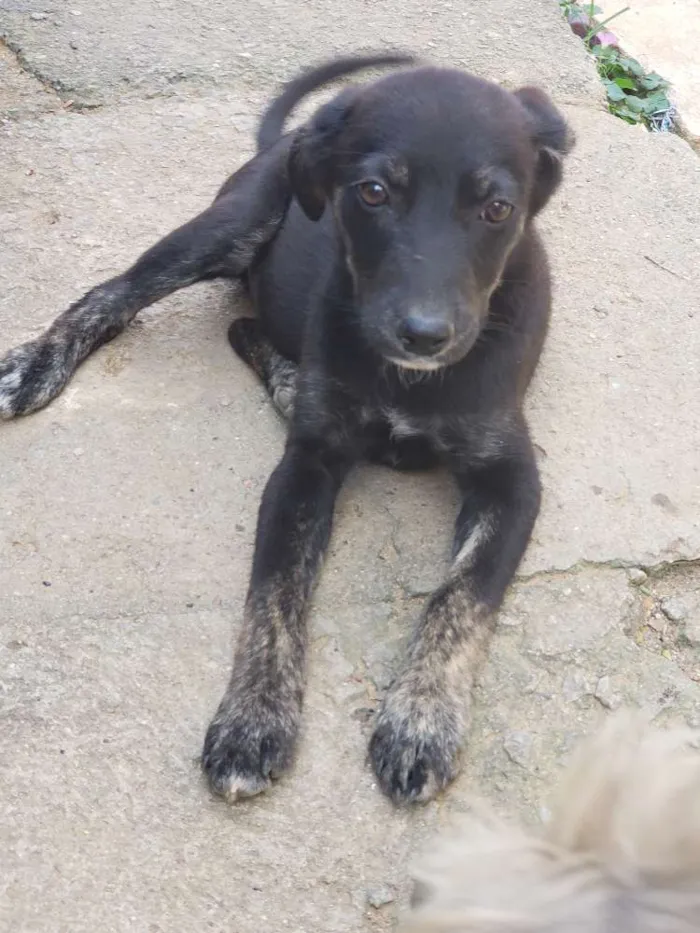 Cachorro ra a Srd idade 2 a 6 meses nome Sapeca