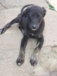 Sapeca