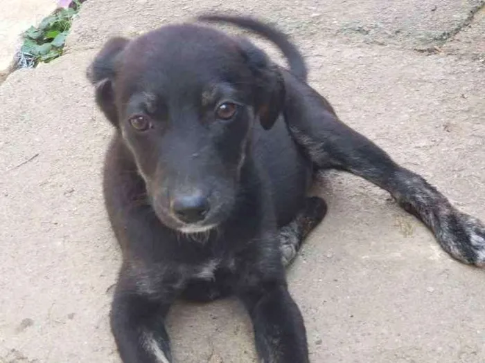 Cachorro ra a Srd idade 2 a 6 meses nome Sapeca