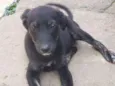 Sapeca