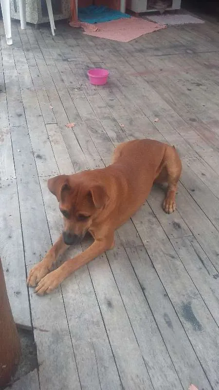 Cachorro ra a SRD idade 7 a 11 meses nome mel