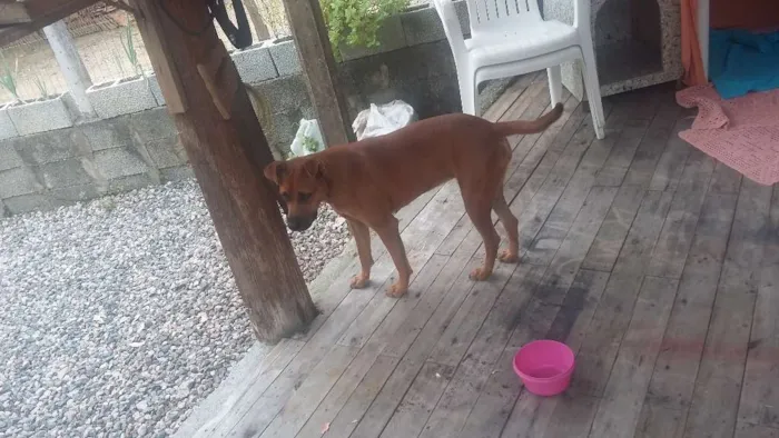 Cachorro ra a SRD idade 7 a 11 meses nome mel