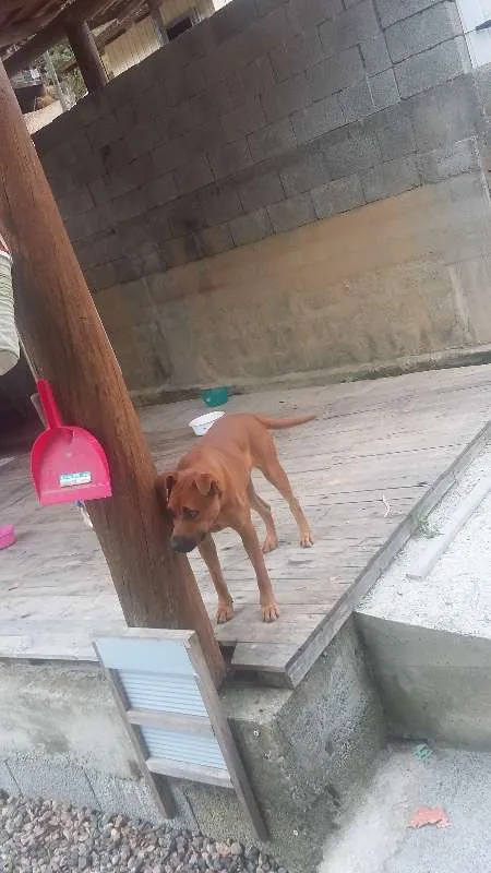 Cachorro ra a SRD idade 7 a 11 meses nome mel