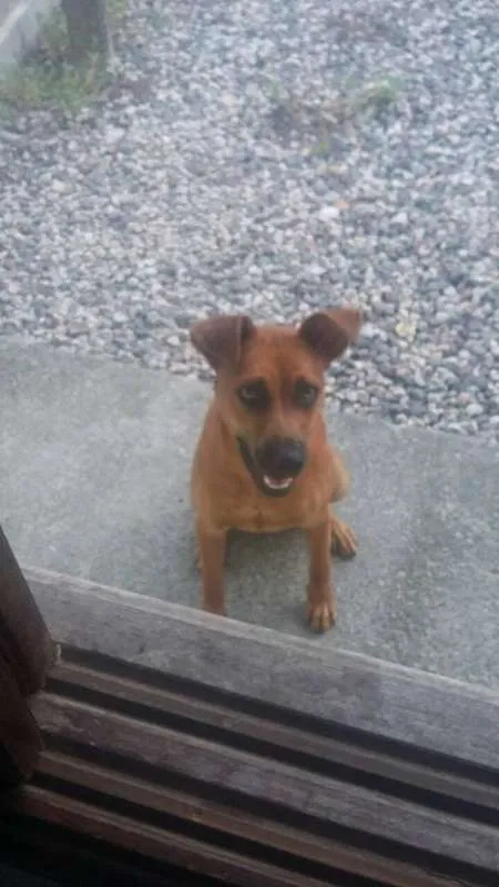 Cachorro ra a SRD idade 7 a 11 meses nome mel
