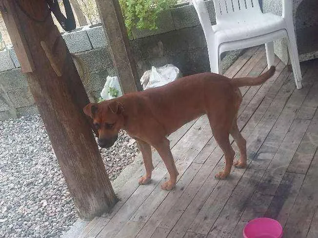 Cachorro ra a SRD idade 7 a 11 meses nome mel