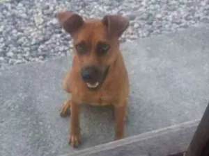 Cachorro raça SRD idade 7 a 11 meses nome mel