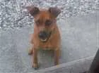 Cachorro raça SRD idade 7 a 11 meses nome mel