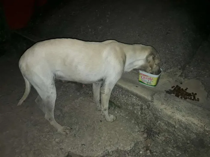 Cachorro ra a  idade  nome Brancona