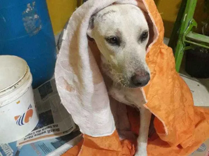 Cachorro ra a  idade  nome Brancona