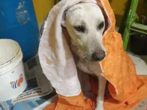 Cachorro raça  idade  nome Brancona