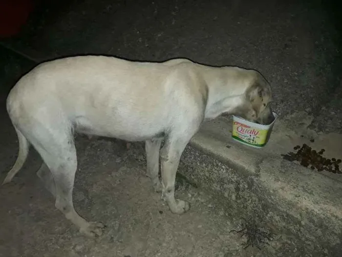 Cachorro ra a  idade  nome Brancona