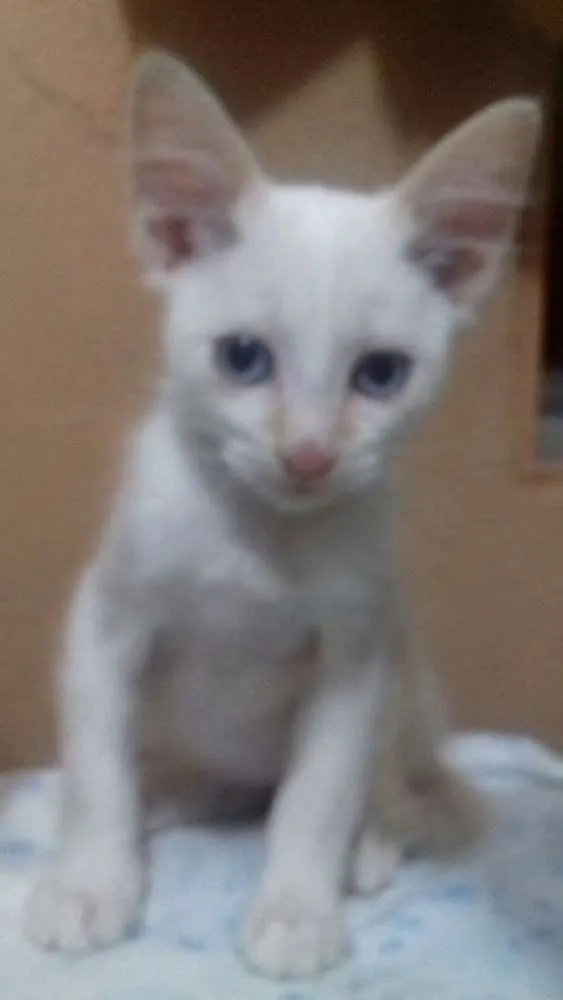 Gato ra a Srd idade 2 a 6 meses nome Lorena