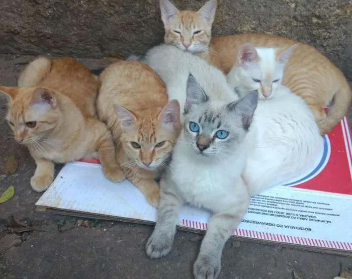 Gato ra a Srd idade 2 a 6 meses nome Sem nome