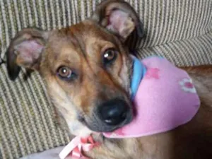 Cachorro raça Srd idade 2 a 6 meses nome Lara