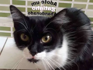 Gato raça Srd idade 7 a 11 meses nome Gatinha muuito mansa