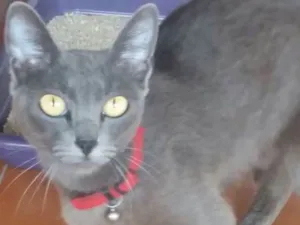 Gato raça Srd idade 1 ano nome Sem nome
