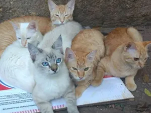 Gato raça Srd idade 2 a 6 meses nome Sem nome