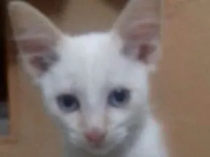 Gato raça Srd idade 2 a 6 meses nome Lorena