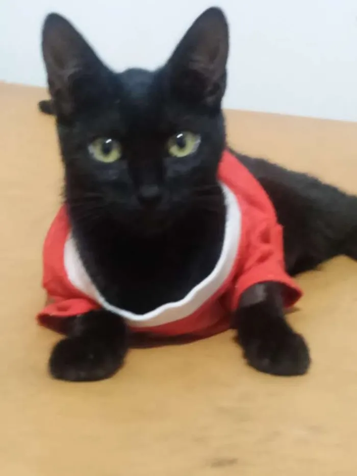Gato ra a SRD idade 7 a 11 meses nome Sem nomes