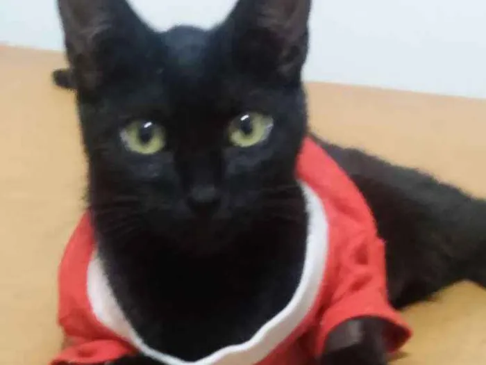 Gato ra a SRD idade 7 a 11 meses nome Sem nomes