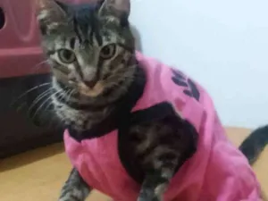 Gato raça SRD idade 7 a 11 meses nome Sem nomes