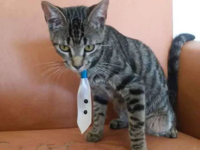 Gato ra a SRD idade 7 a 11 meses nome Sem nomes