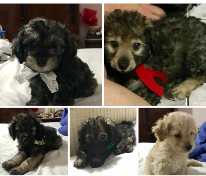 Cachorro ra a SRD idade  nome Bebes