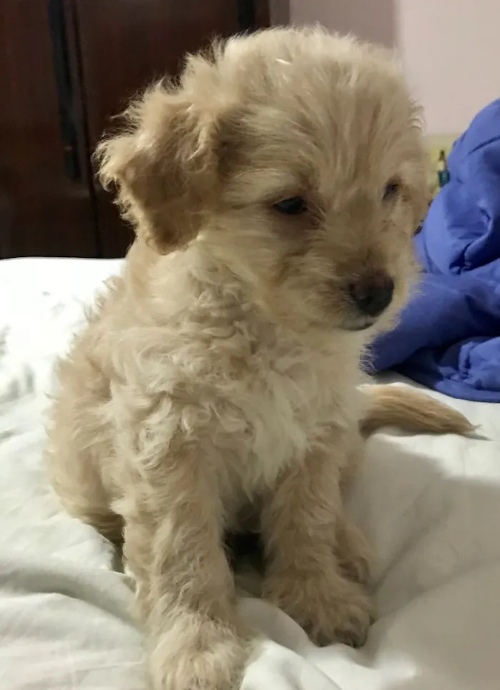 Cachorro ra a SRD idade  nome Bebes