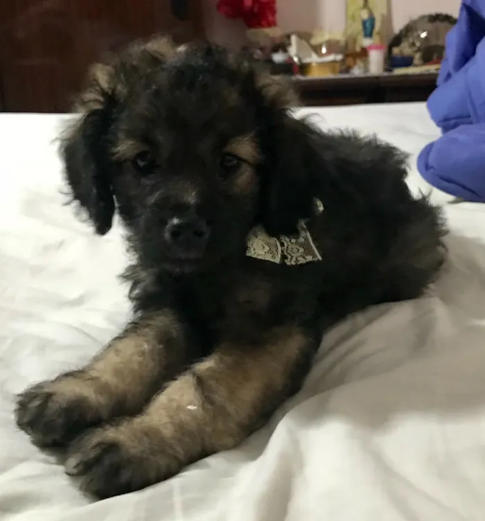 Cachorro ra a SRD idade  nome Bebes